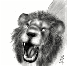 Gif animé lion rugit